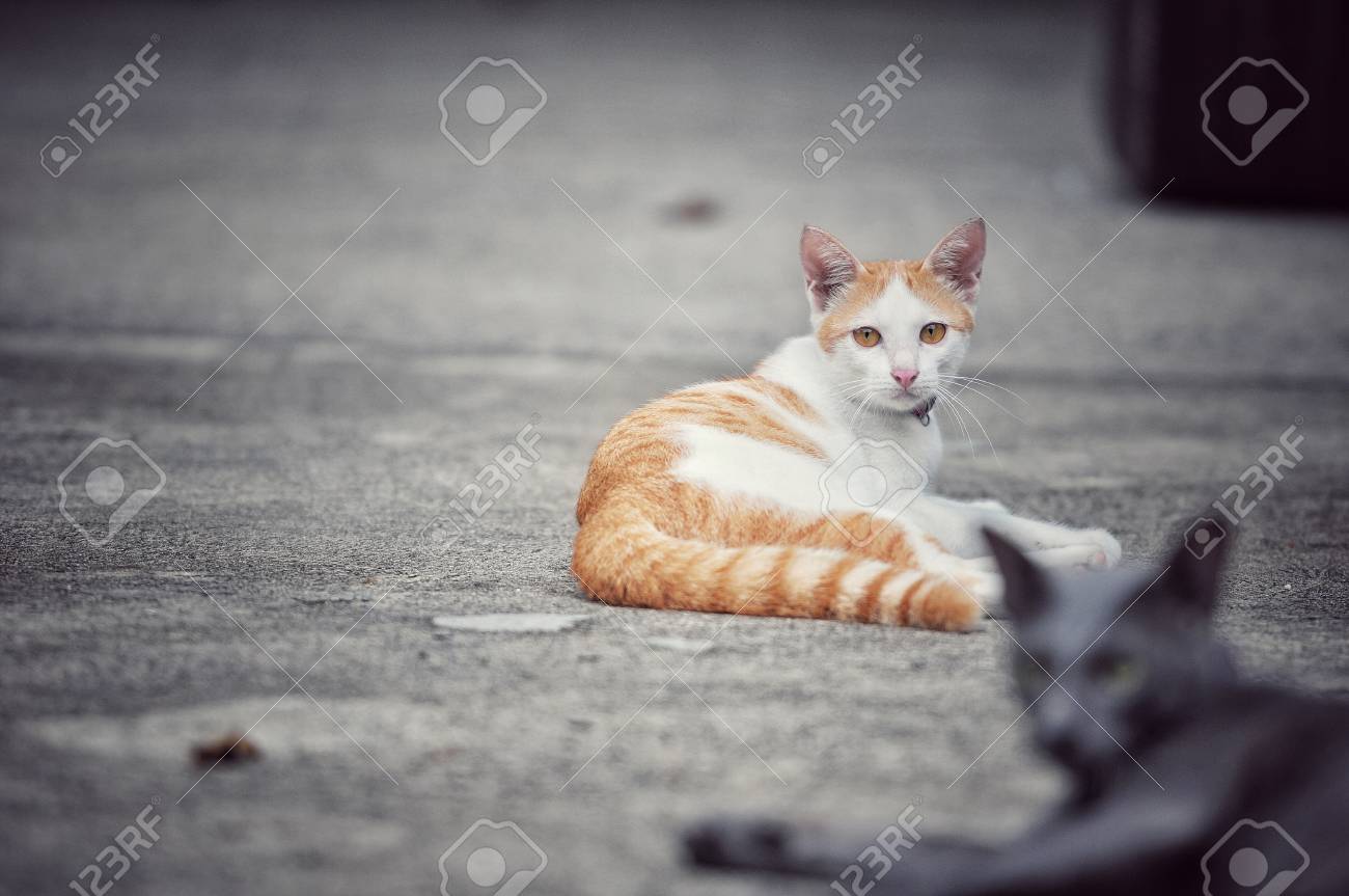 etiam-dictum-ipsum-a-felis