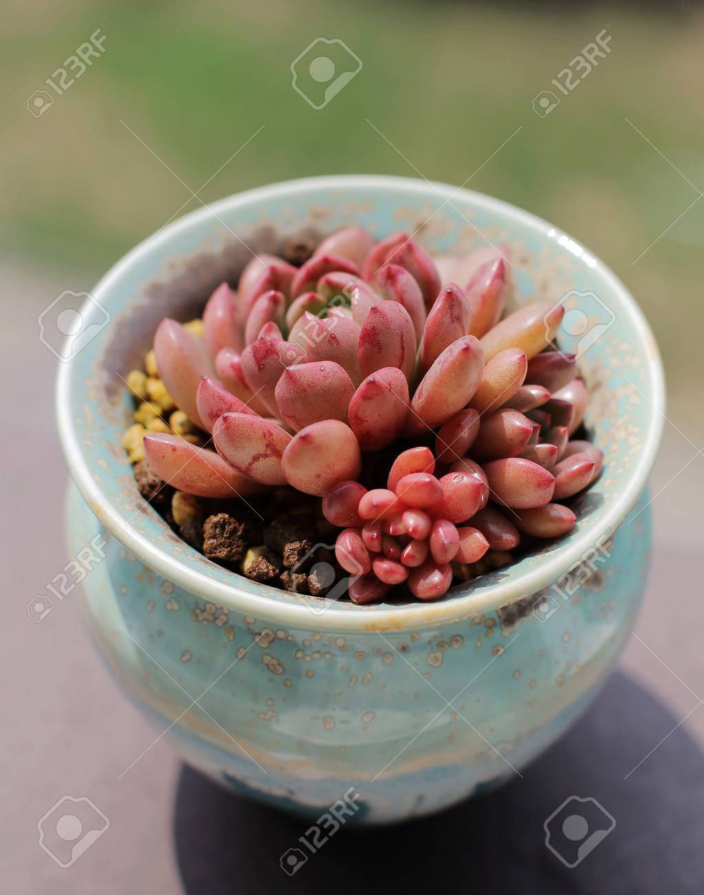 鍋ルビーの赤い多肉植物 の写真素材 画像素材 Image