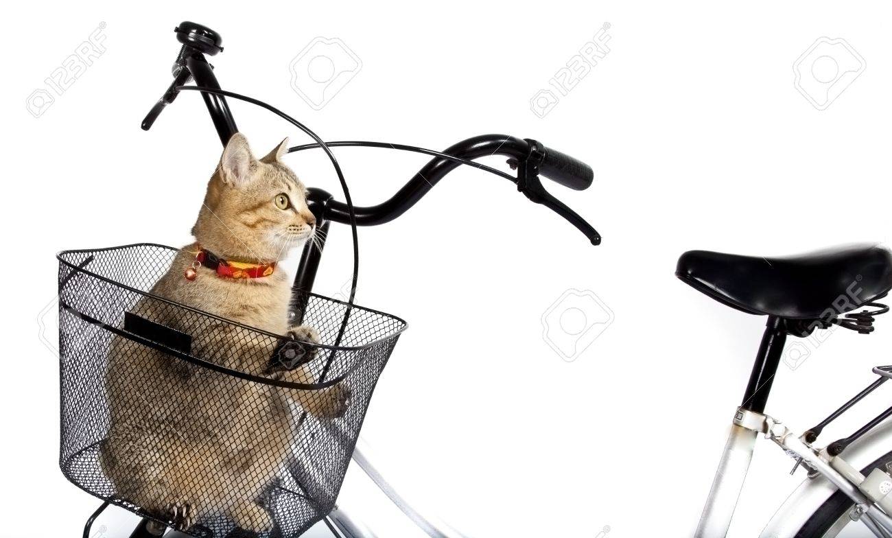 cat bicycle basket