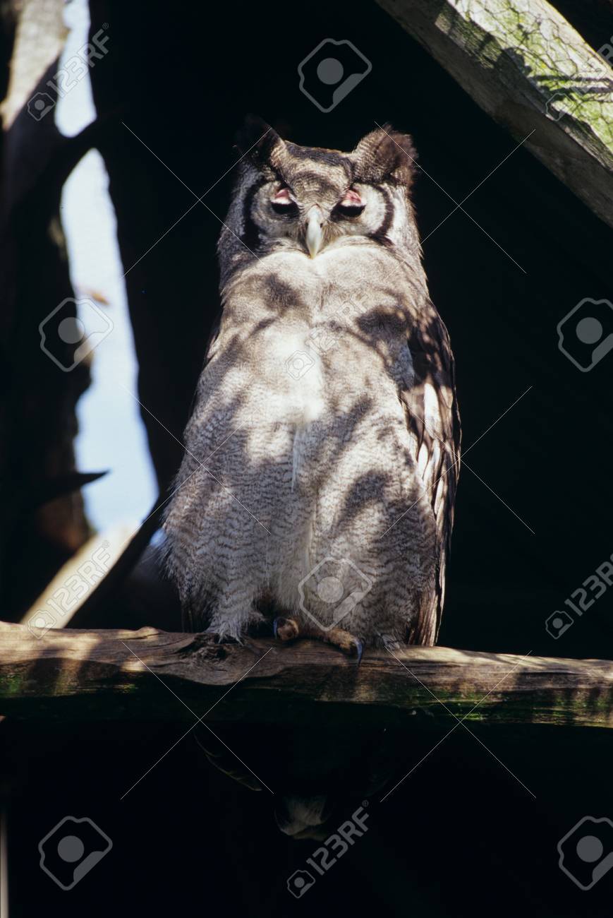 mount kenya safari club eagle owl verreaux s stock photo picture