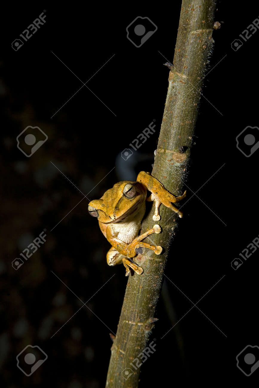 etiam-dictum-ipsum-a-felis