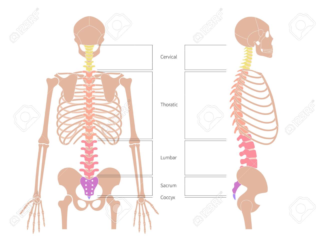 Human spine structure vector illustration. Backbone and vertebral column anatomy with section names. Scoliosis concept and symbol of spinal surgery. Back and lateral view isolated. Medical banner - 142526585 Human spine structure vector illustration. Backbone and vertebral column anatomy with section names. Scoliosis concept and symbol of spinal surgery. Back and lateral view isolated. Medical banner - 142526585