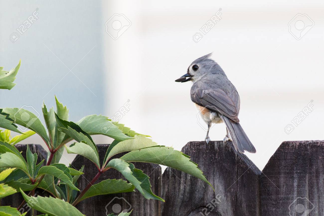 フェンスの上の口でシード エボシガラ鳥 の写真素材 画像素材 Image