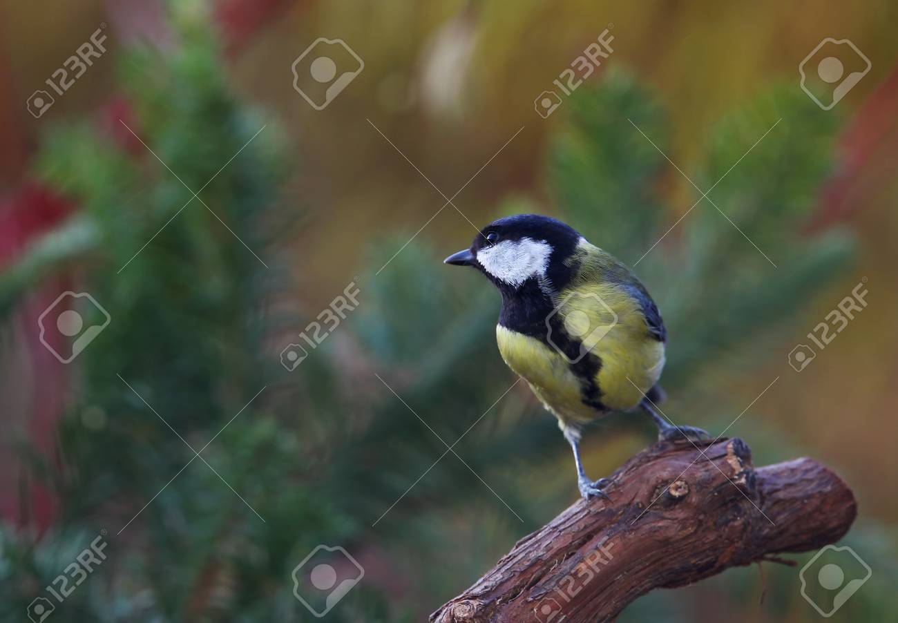 etiam-dictum-ipsum-a-felis