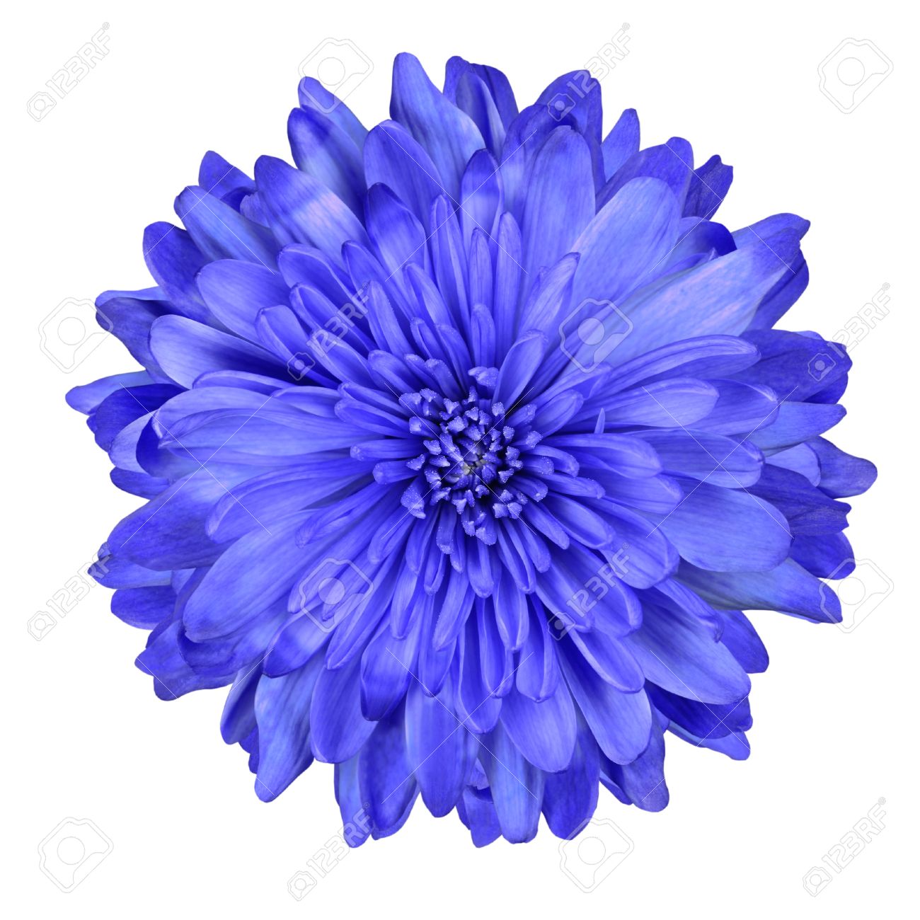Single Deep Blue Chrysanthemum Flower Isolated Over White Single Deep Blue Chrysanthemum Flower Isolated Over White