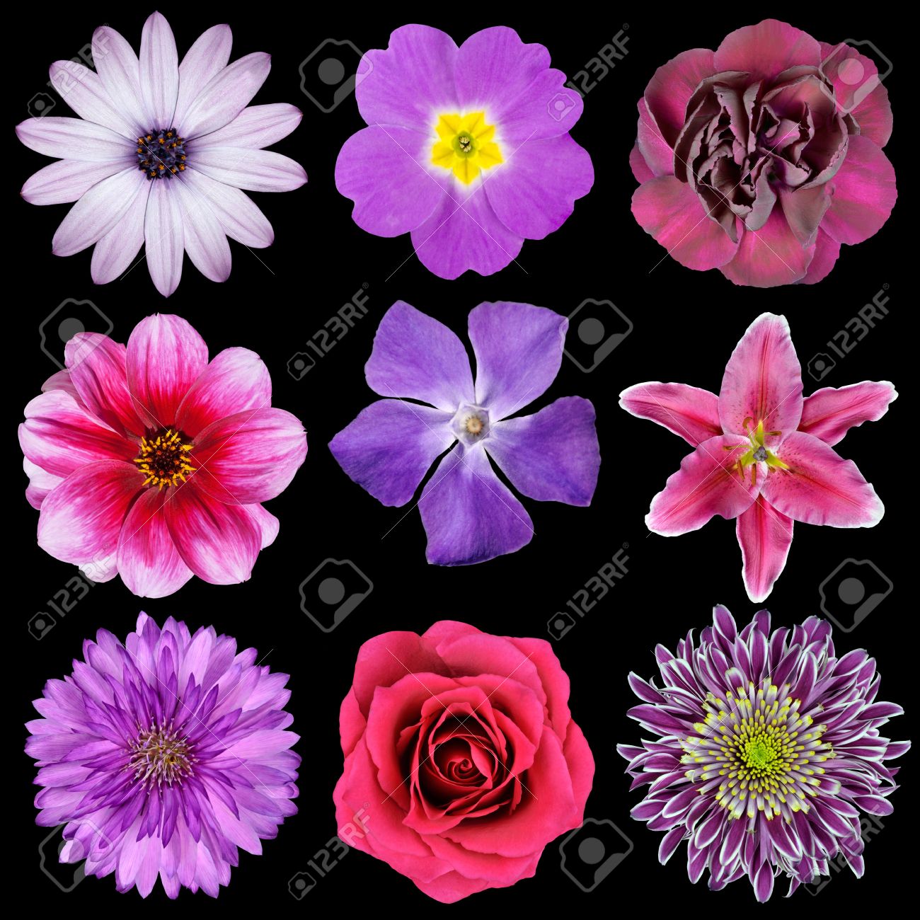 varios de color rosa flores moradas rojas aisladas en fondo negro flores moradas