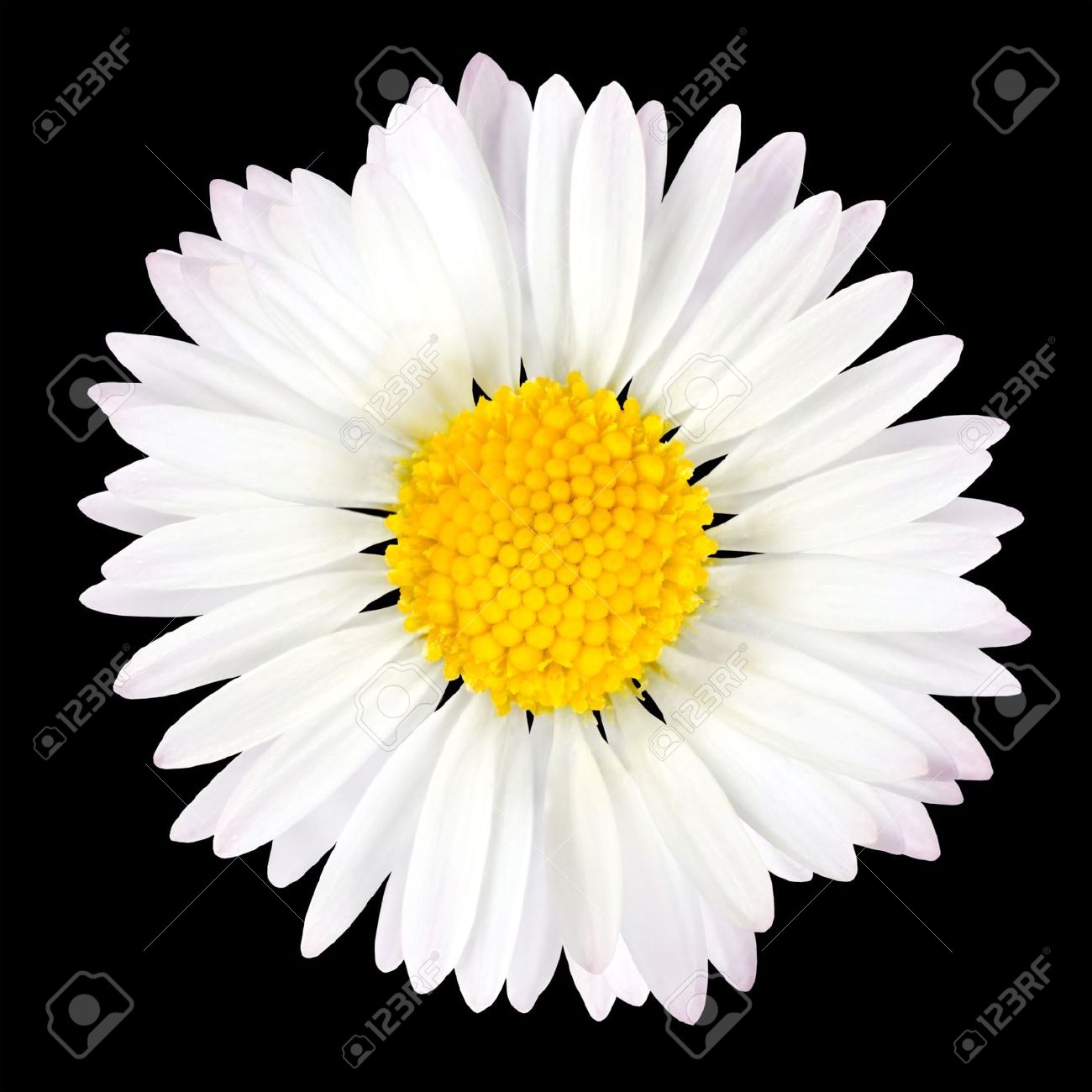 De Fleur De Marguerite Isolé Sur Fond Noir Blanc Avec Centre Jaune