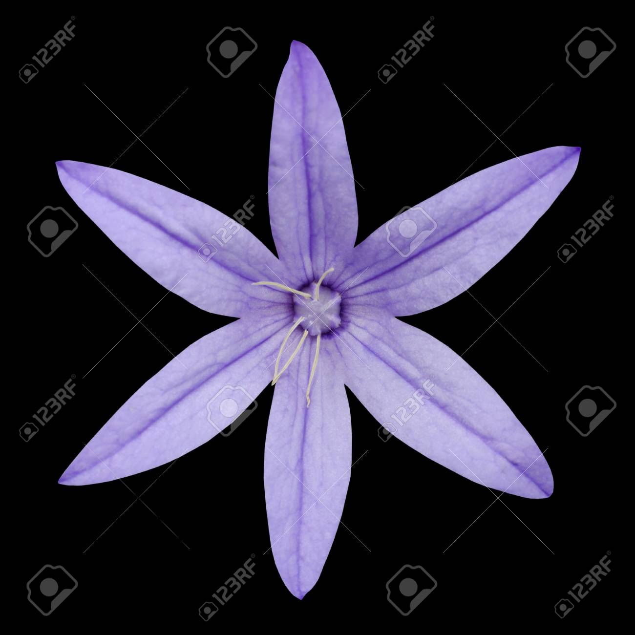 Purple Six Petal Flower Isolated 
