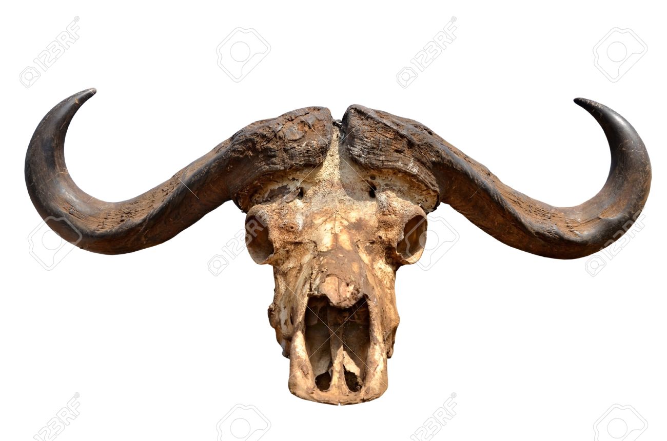 立派な角白背景に分離されたアフリカ水牛の頭骨の写真素材・画像素材