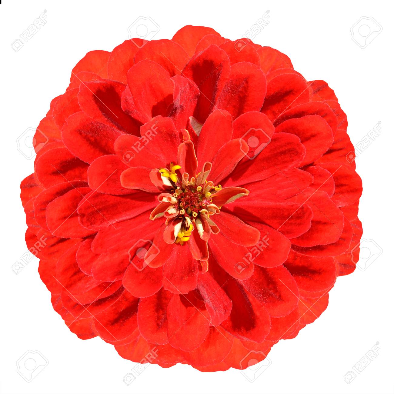 白い背景に分離された赤いジニア線虫花を開花 の写真素材 画像素材 Image