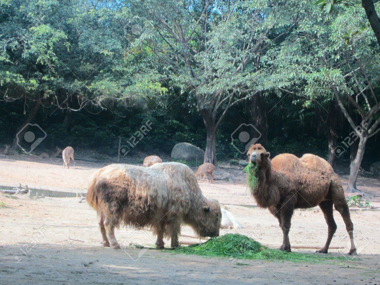 24659802-camel-and-elk-eating-grass.jpg