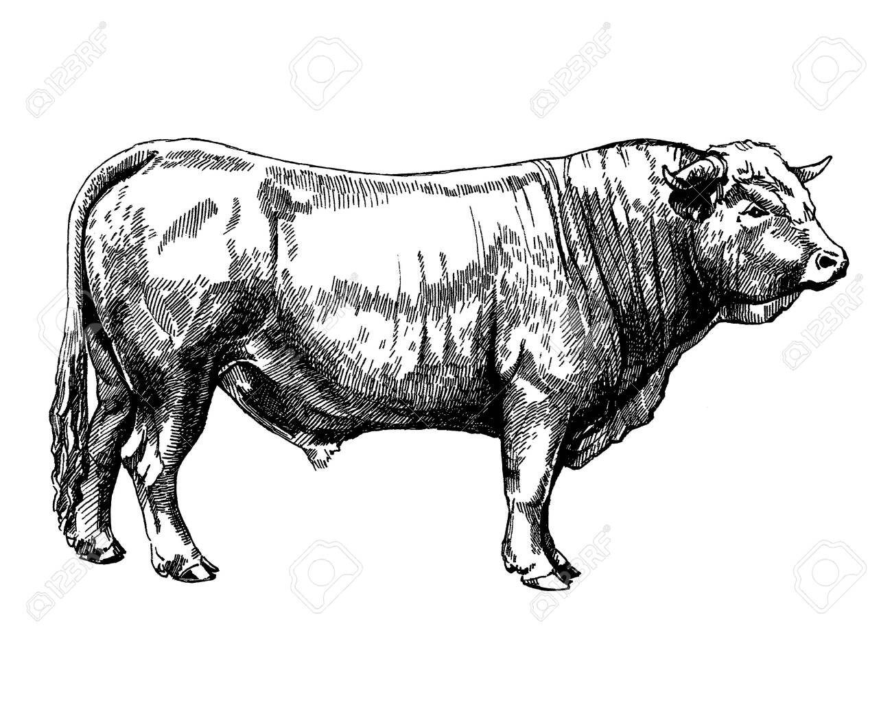 Farm Animals Obrak Bull Maker Graphics Illustration Stock Photo, Picture  and Royalty Free Image. Image 138261297., image size:1300x1053
