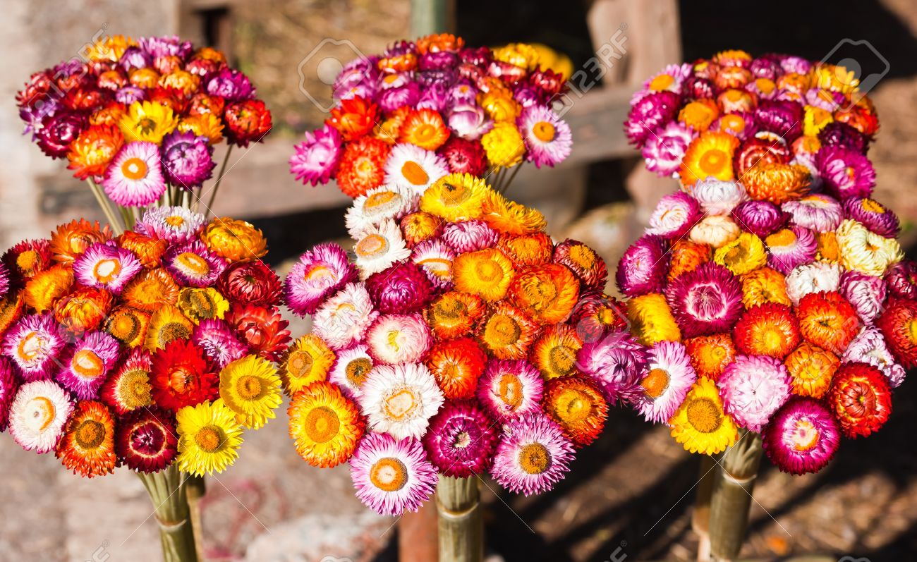 Bouquet Of Dry Straw Flower Or Everlasting Helichrysum Bracteatum Stock Photo Picture And Royalty Free Image Image