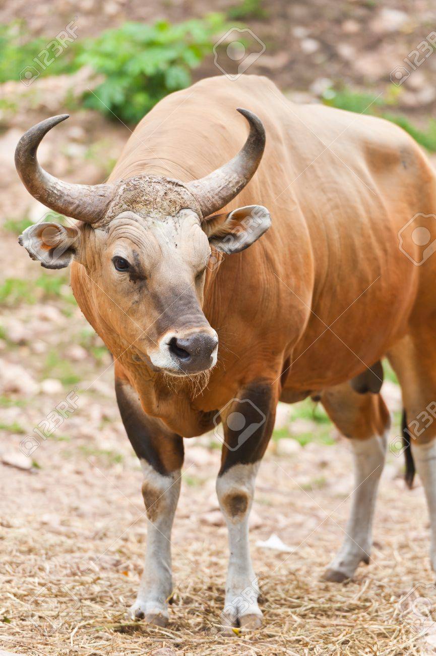 banteng or red bull