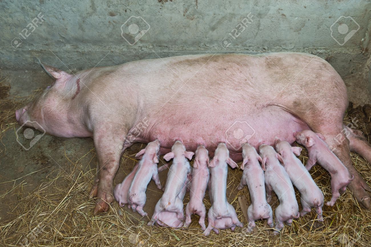 momma pig feeding baby pigs stock photo picture and royalty free