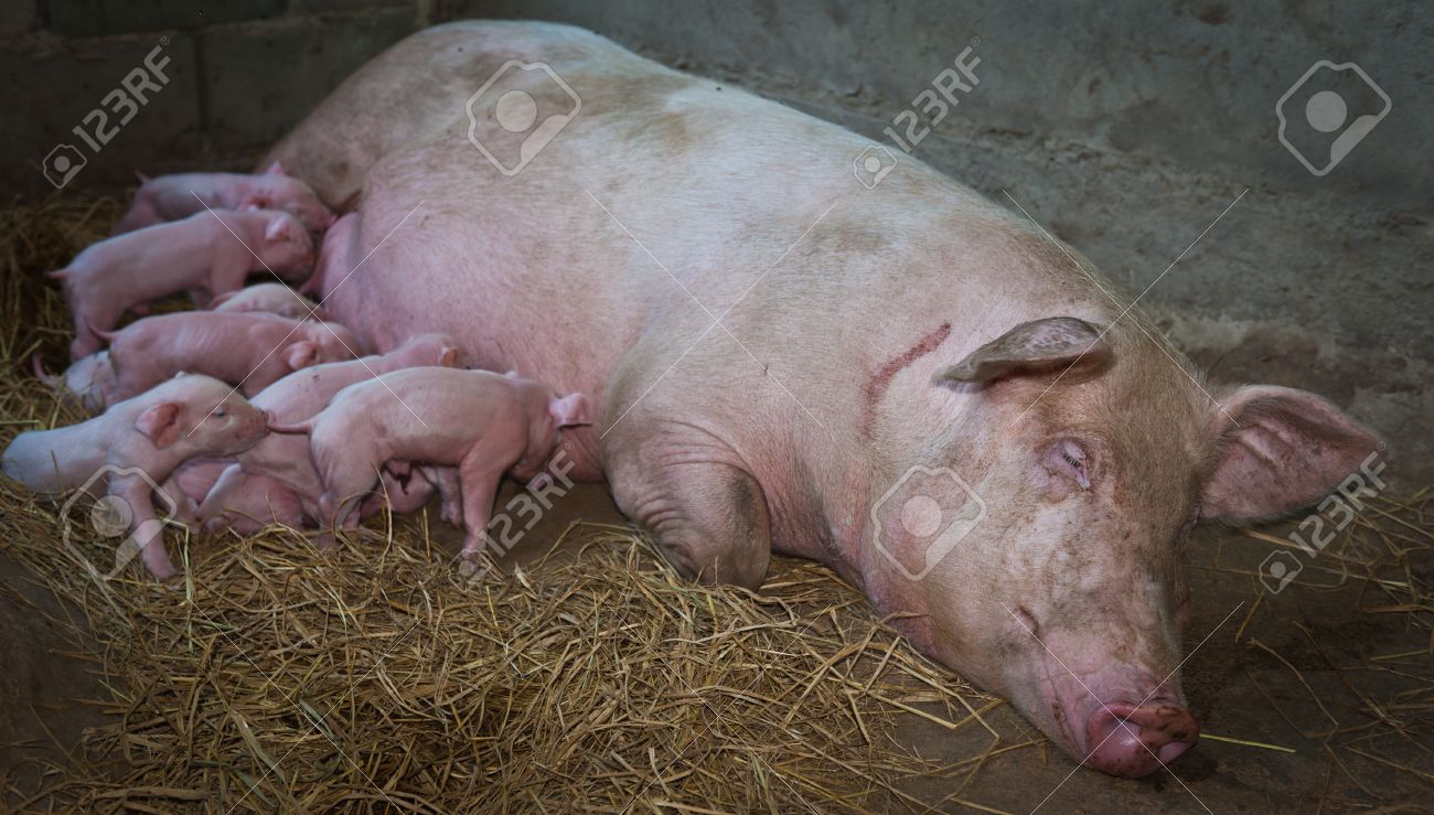Momma Pig Feeding Baby Pigs Stock Photo Picture And Royalty Free Image Image 13843558