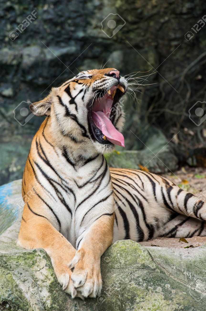 Bengal Tiger Brullen Lizenzfreie Fotos Bilder Und Stock Fotografie Image 14686125