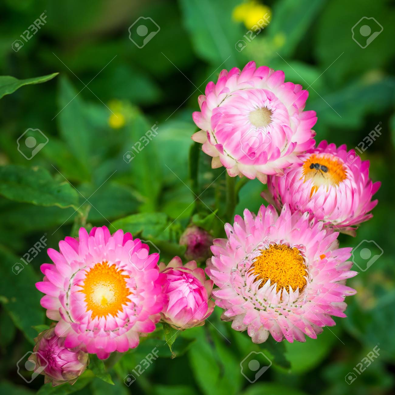 etiam-dictum-ipsum-a-felis