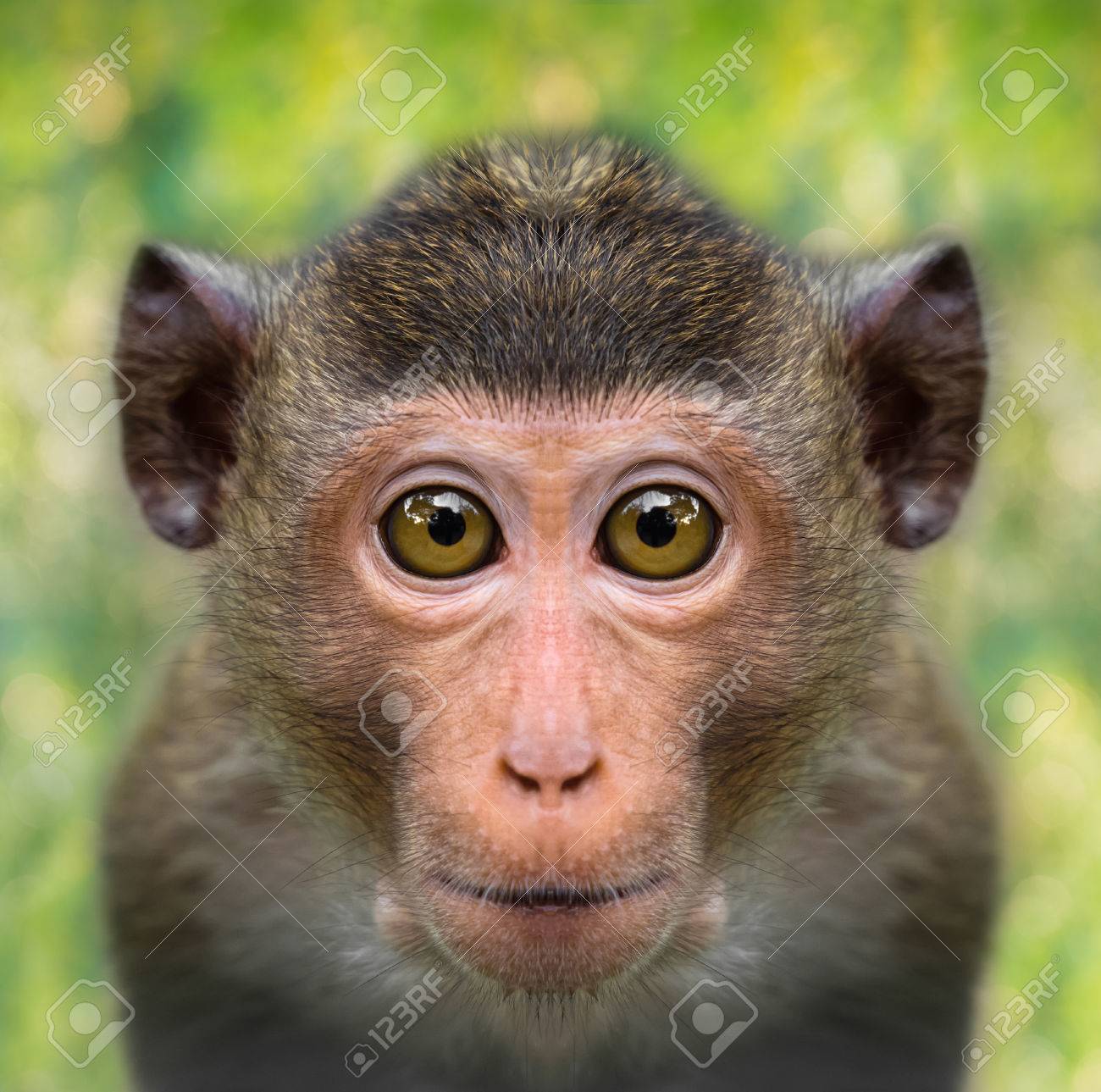 funny monkey face close up with big eyes stock photo picture and