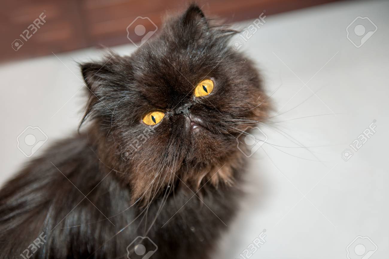 pictures of black persian cats