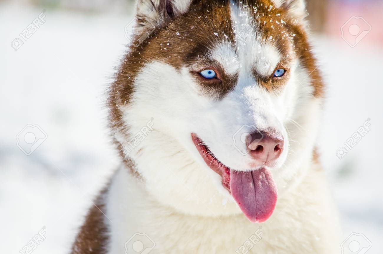 red coat husky