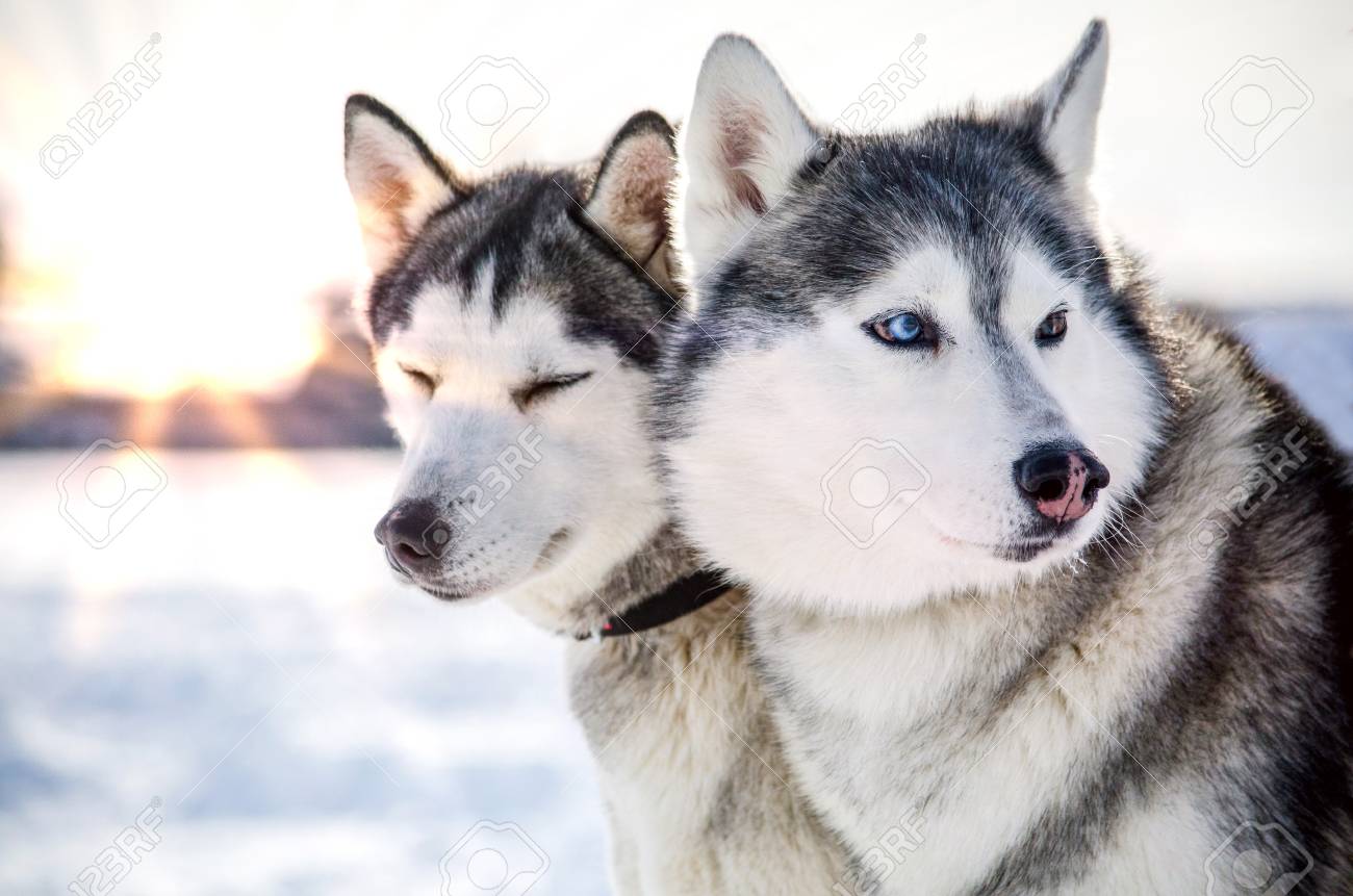 111358454-two-siberian-husky-dogs-looks-