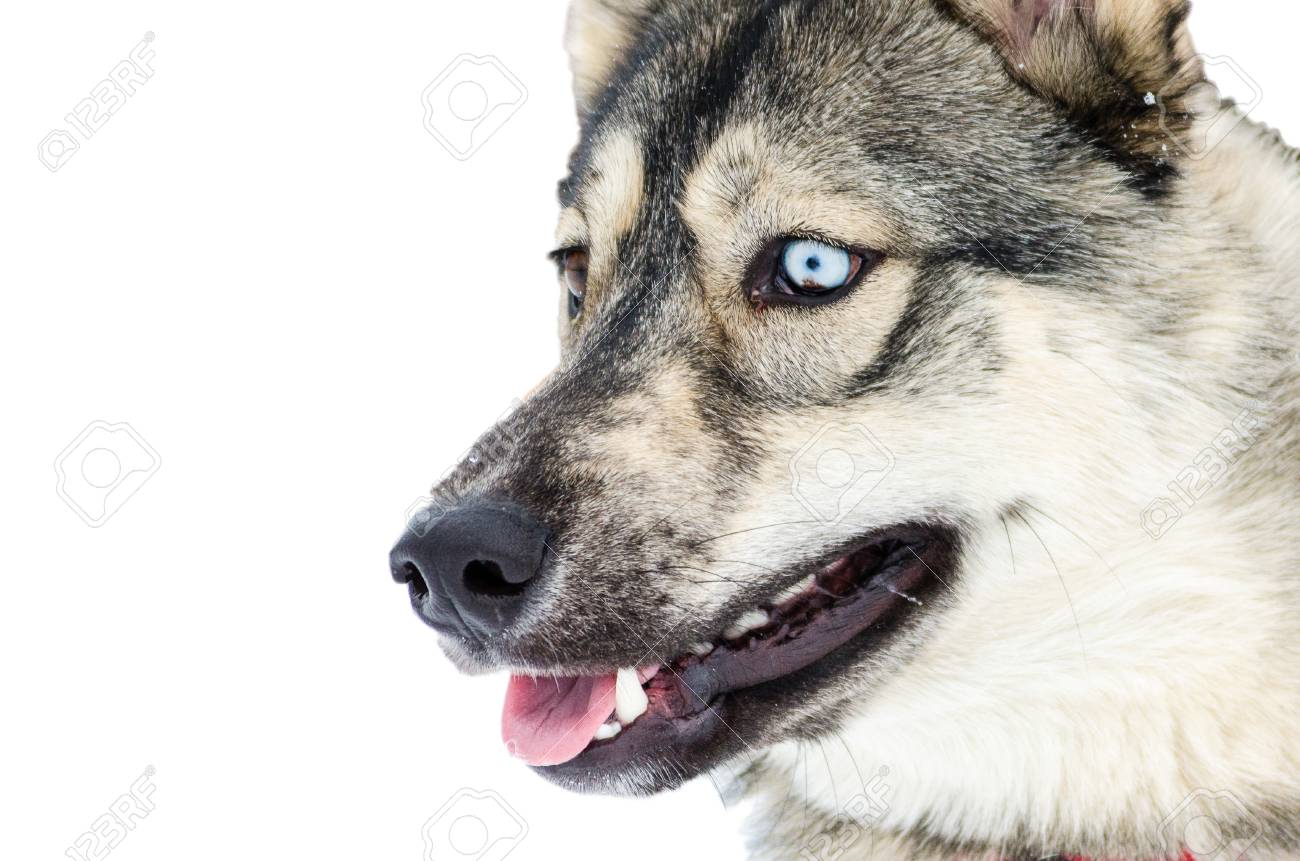 Siberian Husky Dog With Blue Eyes Looks To Left. Husky Dogs Has Black And  Brown Coat Color. Isolated Background. Close Up Stock Photo, Picture and  Royalty Free Image. Image 111359205., image size:1300x861