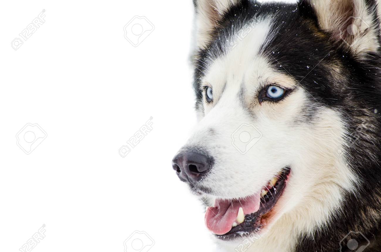 white fur blue eyed husky