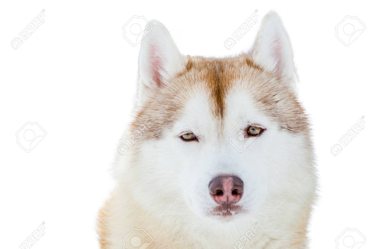 white fur blue eyed husky