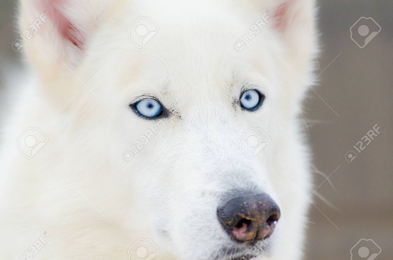 Blue Eyes. Husky Dog.. Stock Photo 