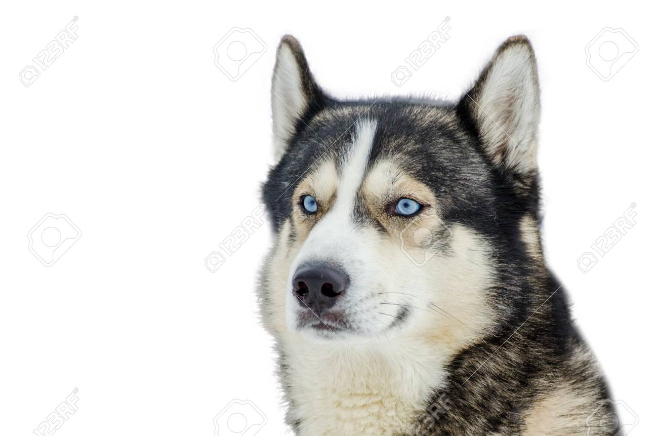 white fur blue eyed husky