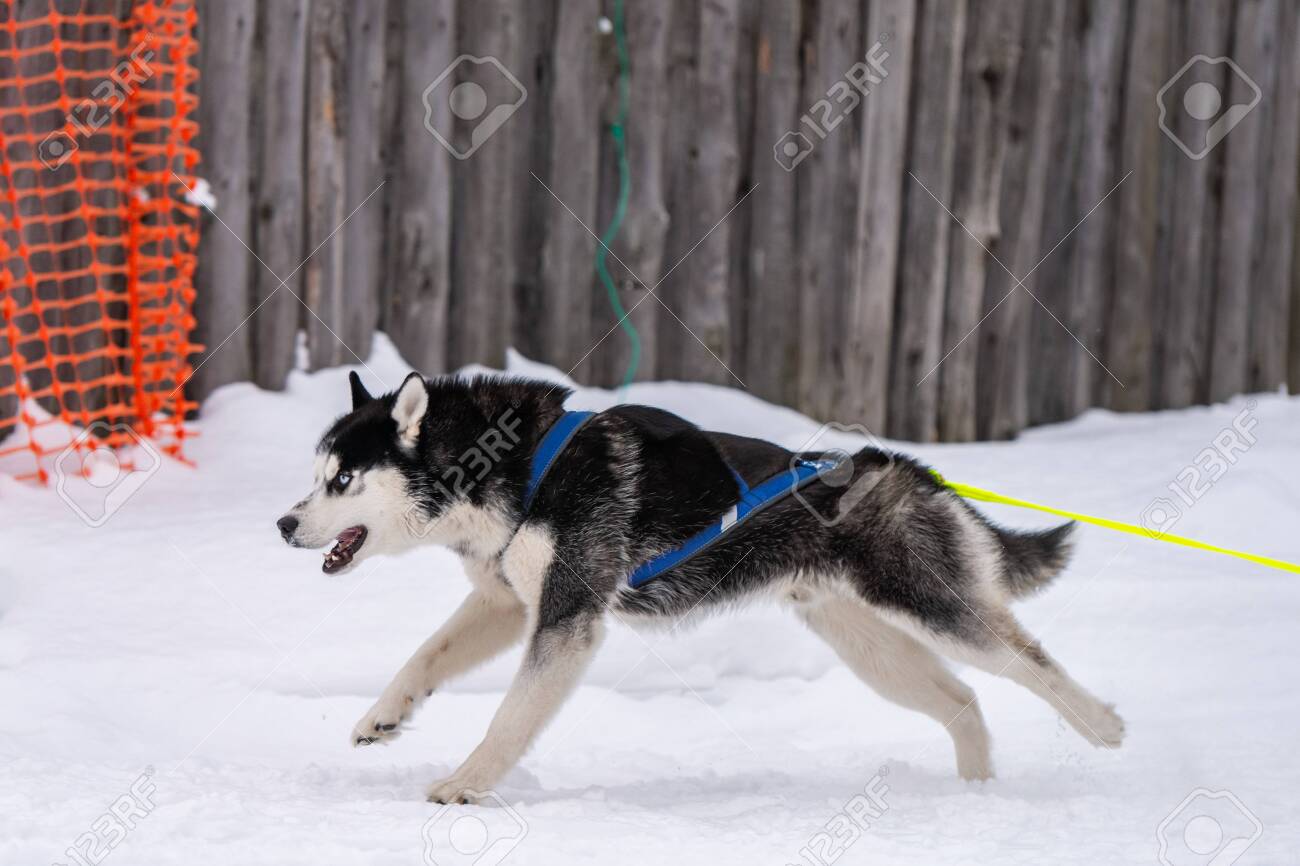 husky harness pulling sled