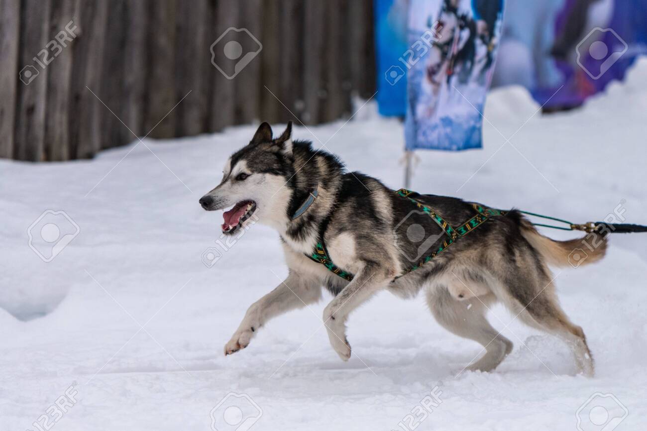 malamute pulling harness