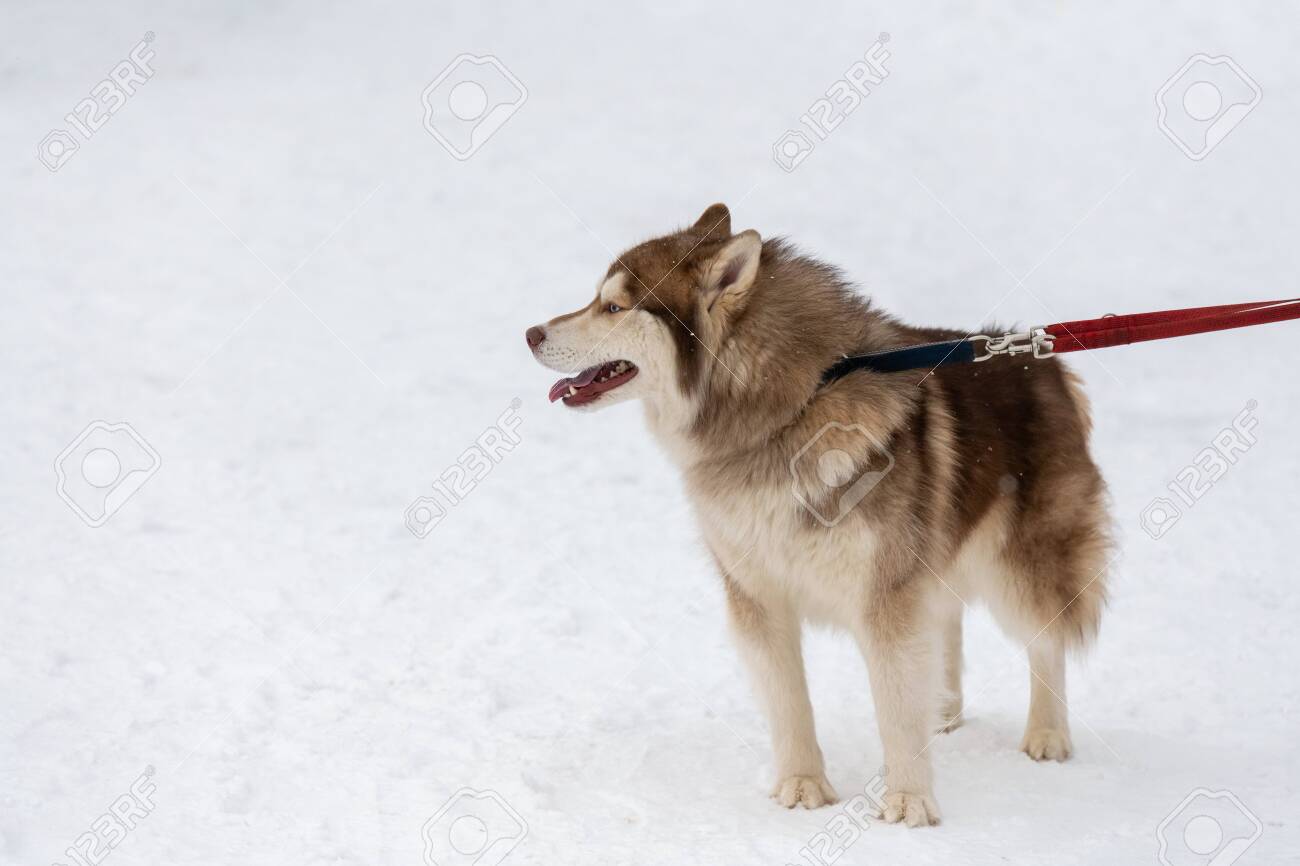 leash training a husky