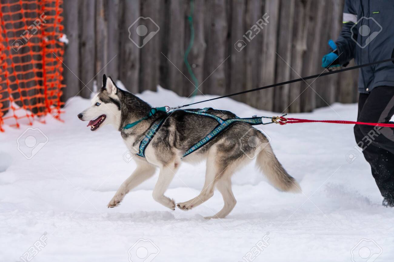 husky pulling harness