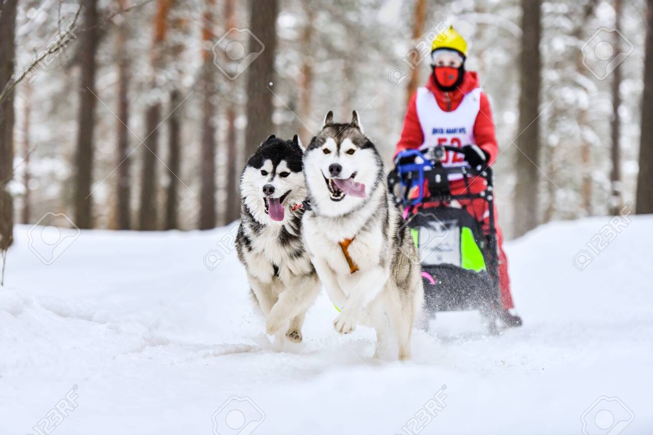 husky pulling