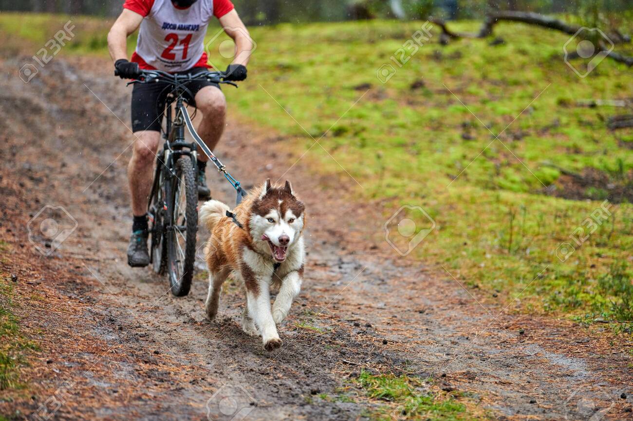 sled dog harness for bike