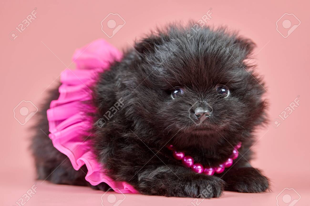 pretty pomeranian