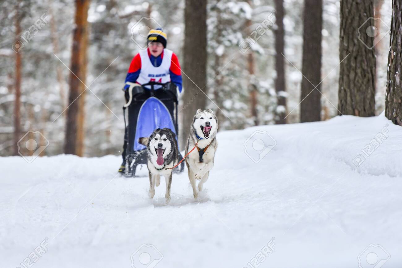 mushing harness