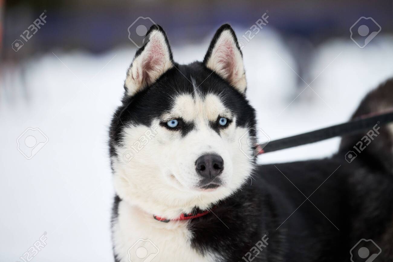husky dog