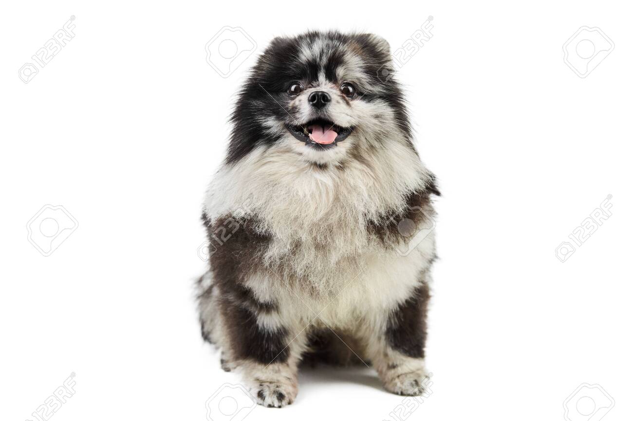 white merle pomeranian