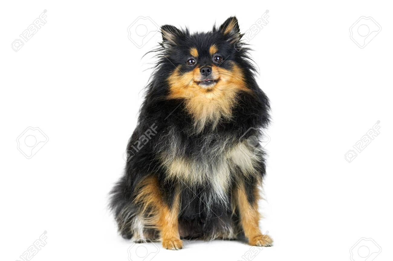 black and tan pomeranian
