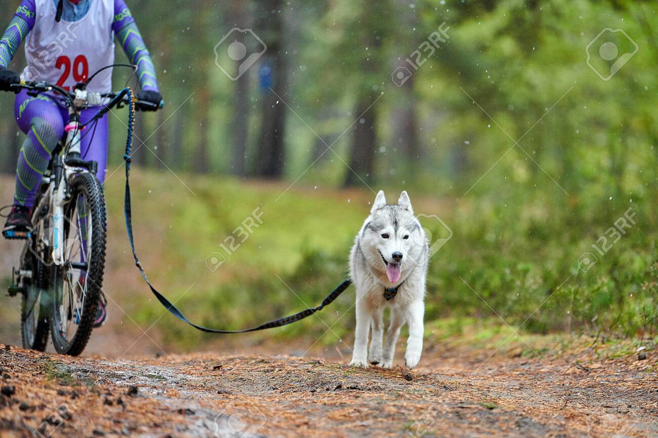 husky pulling bike