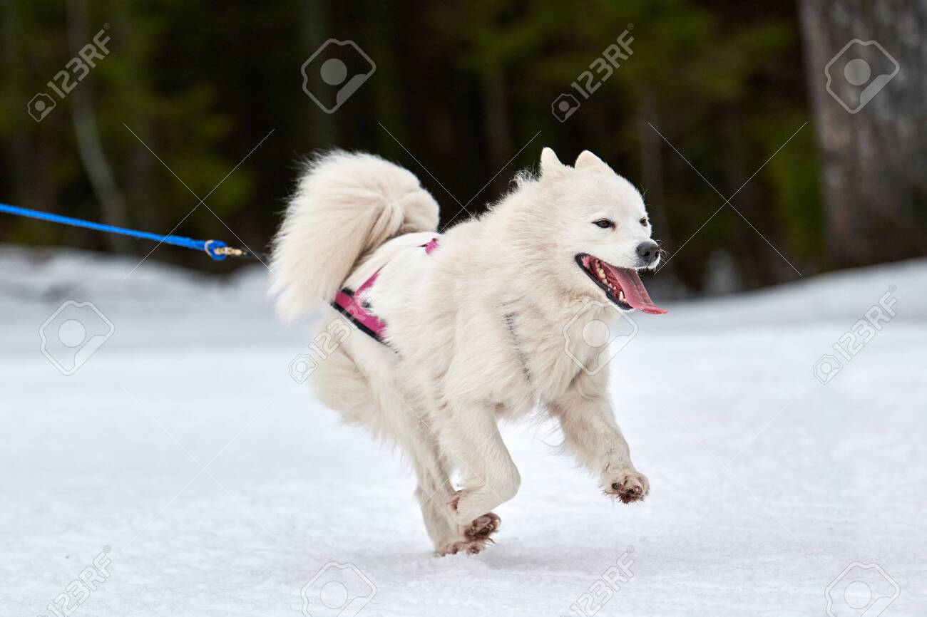 best harness for samoyed