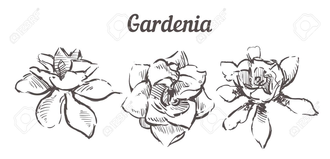 15+ Gardenia Flower Drawing