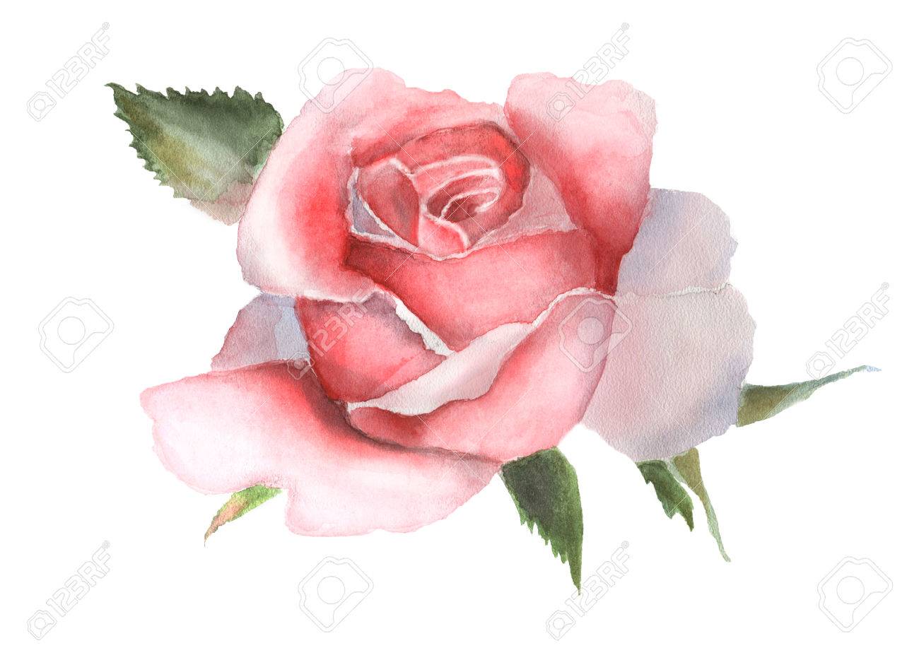 Watercolor pink rose isolated on white background. Handmade drawing. - 66293837 Watercolor pink rose isolated on white background. Handmade drawing. - 66293837