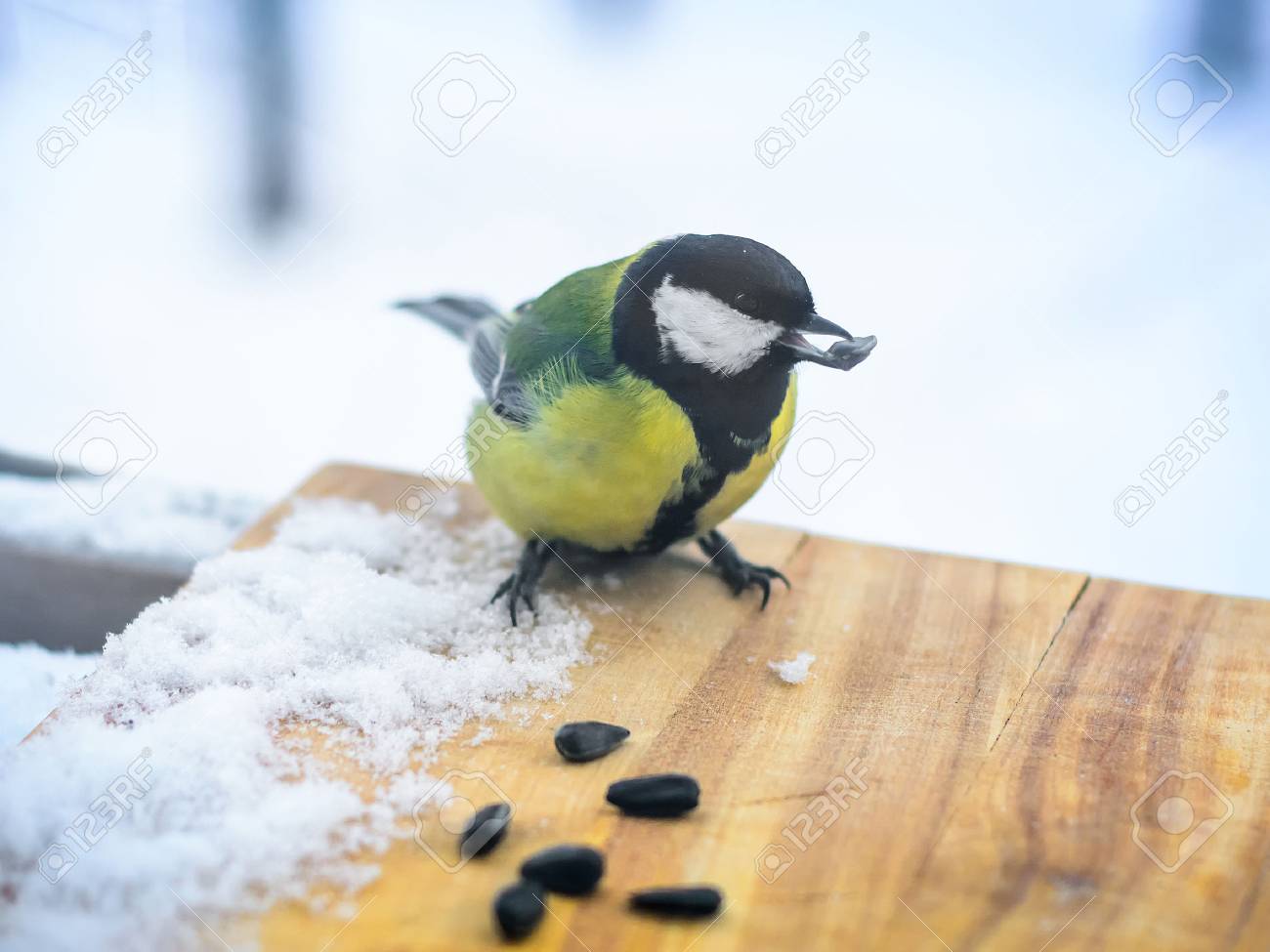 Chickadee eats sunflower seeds in the feeder in cold winter - 68708227 Chickadee eats sunflower seeds in the feeder in cold winter - 68708227