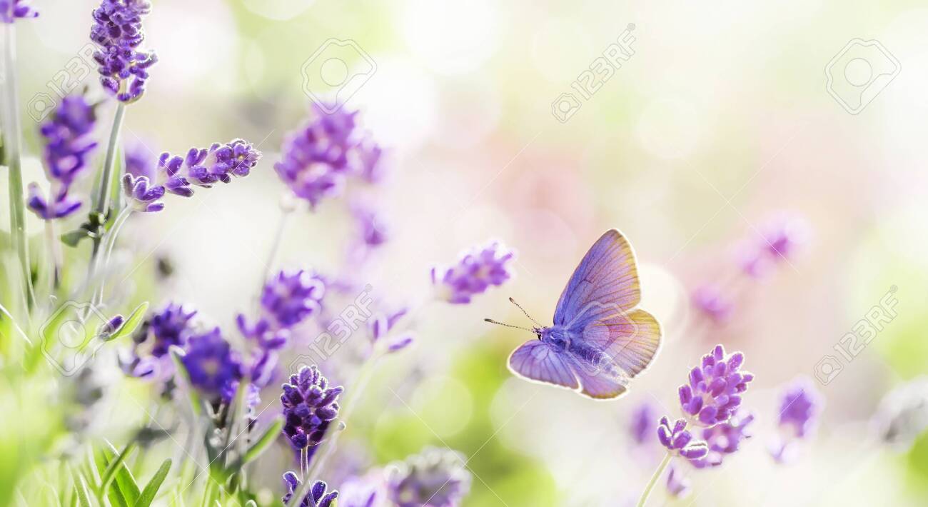 Blossoming Lavender and butterfly summer background - 127616808 Blossoming Lavender and butterfly summer background - 127616808