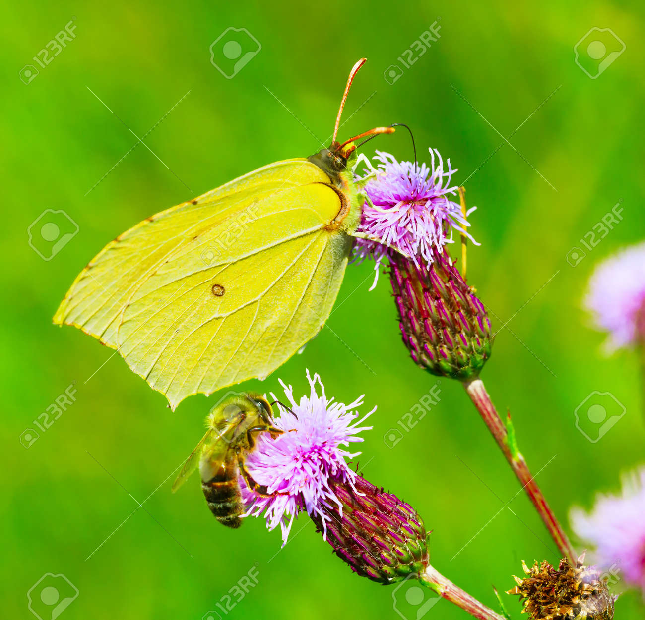 Yellow butterfly and Honey bee collect nectar - 171698006 Yellow butterfly and Honey bee collect nectar - 171698006