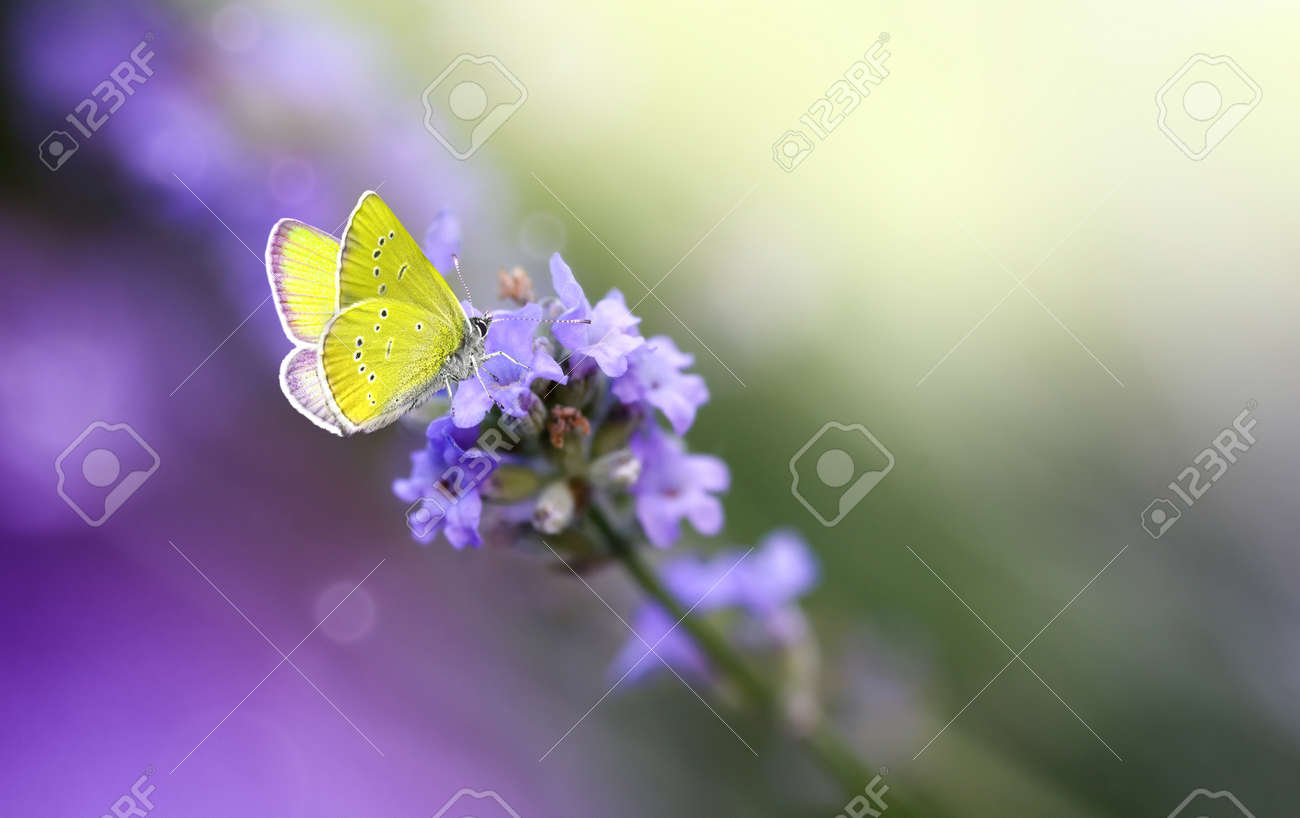 Yellow Butterfly on Lavender flower close-up, macro. - 172630963 Yellow Butterfly on Lavender flower close-up, macro. - 172630963